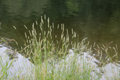 Phleum pratense