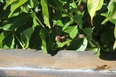 Vespa crabro