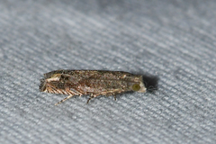 Epiblema minutana