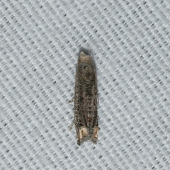 Epiblema minutana