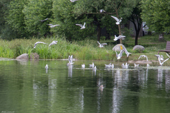 Chroicocephalus ridibundus