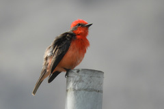 Pyrocephalus rubinus obscurus