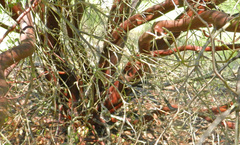 Arctostaphylos manzanita