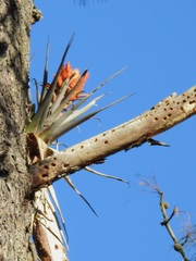 Tillandsia ponderosa