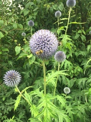 Echinops sphaerocephalus