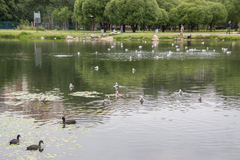 Chroicocephalus ridibundus