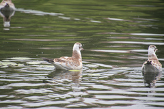 Chroicocephalus ridibundus