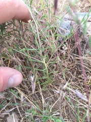 Blepharipappus scaber