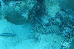 Myrichthys maculosus