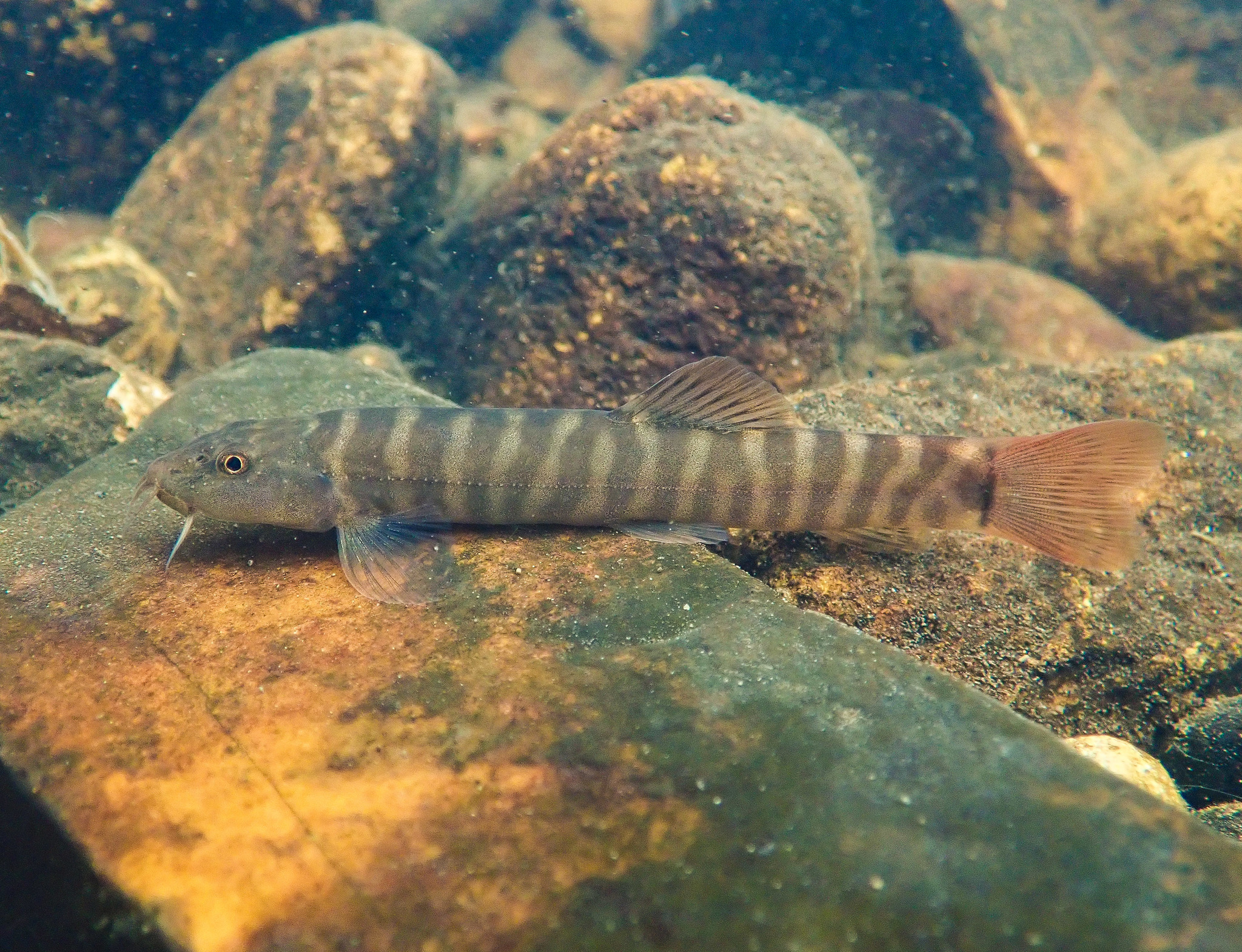 Schistura fasciolata