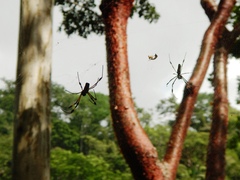 Trichonephila clavipes