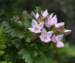 Boronia alata