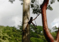 Trichonephila clavipes