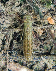 Anax aurantiacus