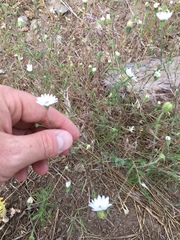 Blepharipappus scaber