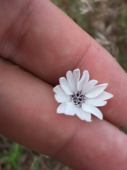 Blepharipappus scaber