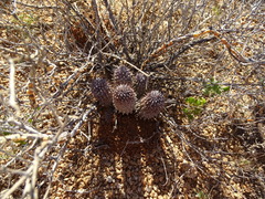 Ceropegia gordonii image