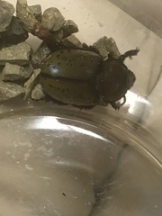 Dynastes tityus