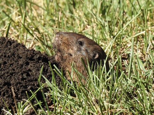 Smooth-toothed Pocket Gophers