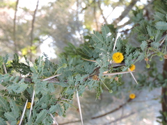 Vachellia farnesiana