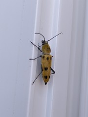 Chlorophorus glabromaculatus