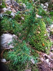 Juniperus communis