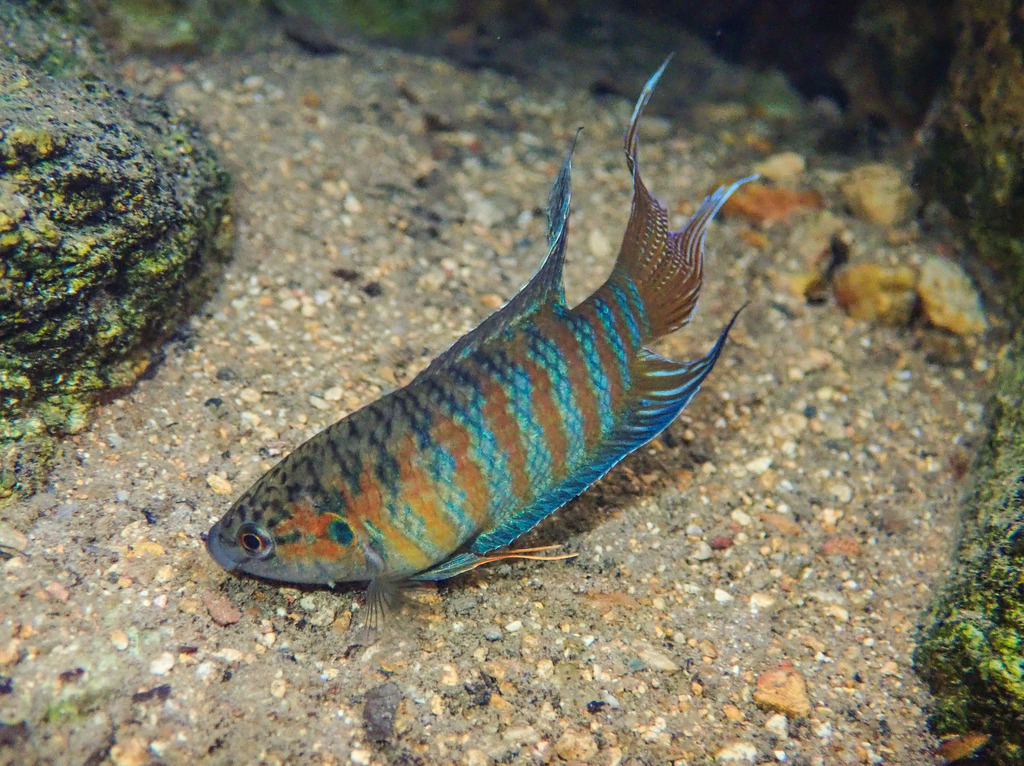 Paradisefishes