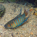 Paradisefishes - Photo (c) H.T.Cheng, some rights reserved (CC BY-NC), uploaded by H.T.Cheng