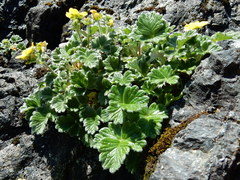 Potentilla × villosula