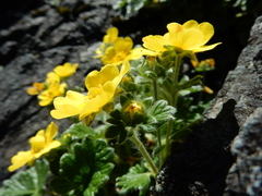 Potentilla × villosula