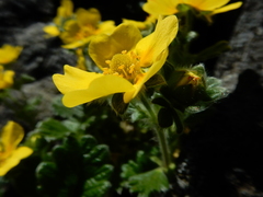 Potentilla × villosula