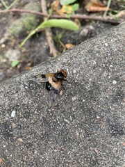 Volucella pellucens