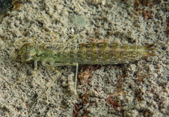 Anax aurantiacus