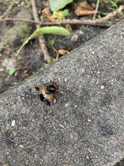 Volucella pellucens
