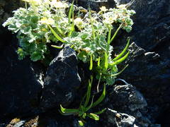 Plantago maritima juncoides