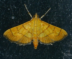 Orphanostigma haemorrhoidalis