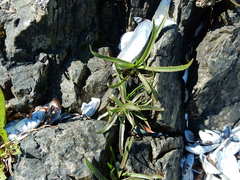 Plantago maritima juncoides