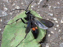 Anoplius samariensis