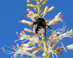 Bombus