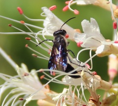 Isodontia mexicana