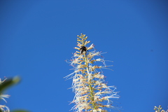 Bombus