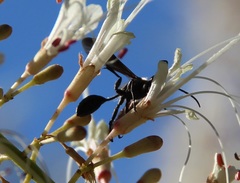 Isodontia mexicana