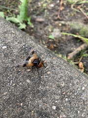 Volucella pellucens