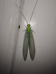 Chrysopa pallens-group