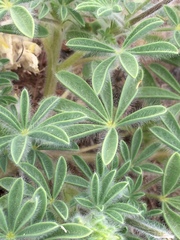 Lupinus malacophyllus