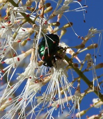 Cetonia aurata