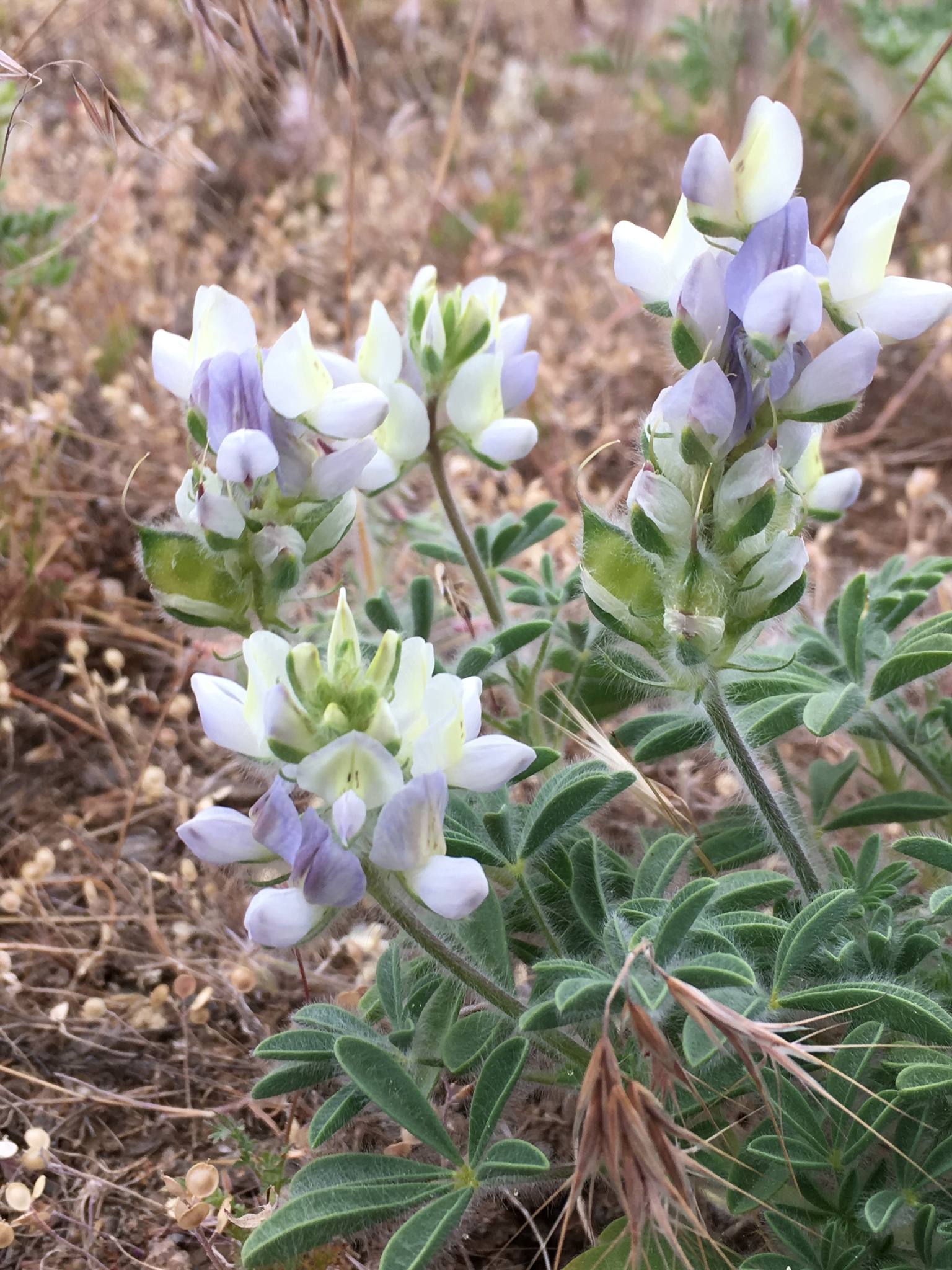 Lupinus malacophyllus