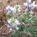 Soft Lupine - Photo (c) Corey Lange, some rights reserved (CC BY-NC), uploaded by Corey Lange