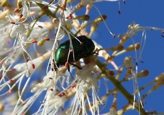 Cetonia aurata