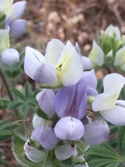 Lupinus malacophyllus